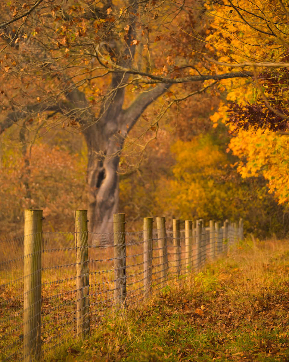 Into the Woods by Steve Jacobson 