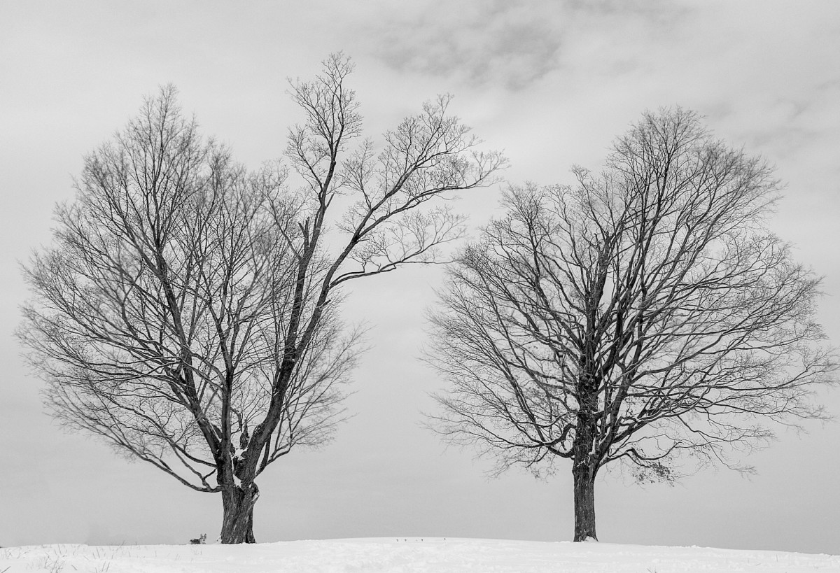 Two Trees in Winter by David Lee Black 