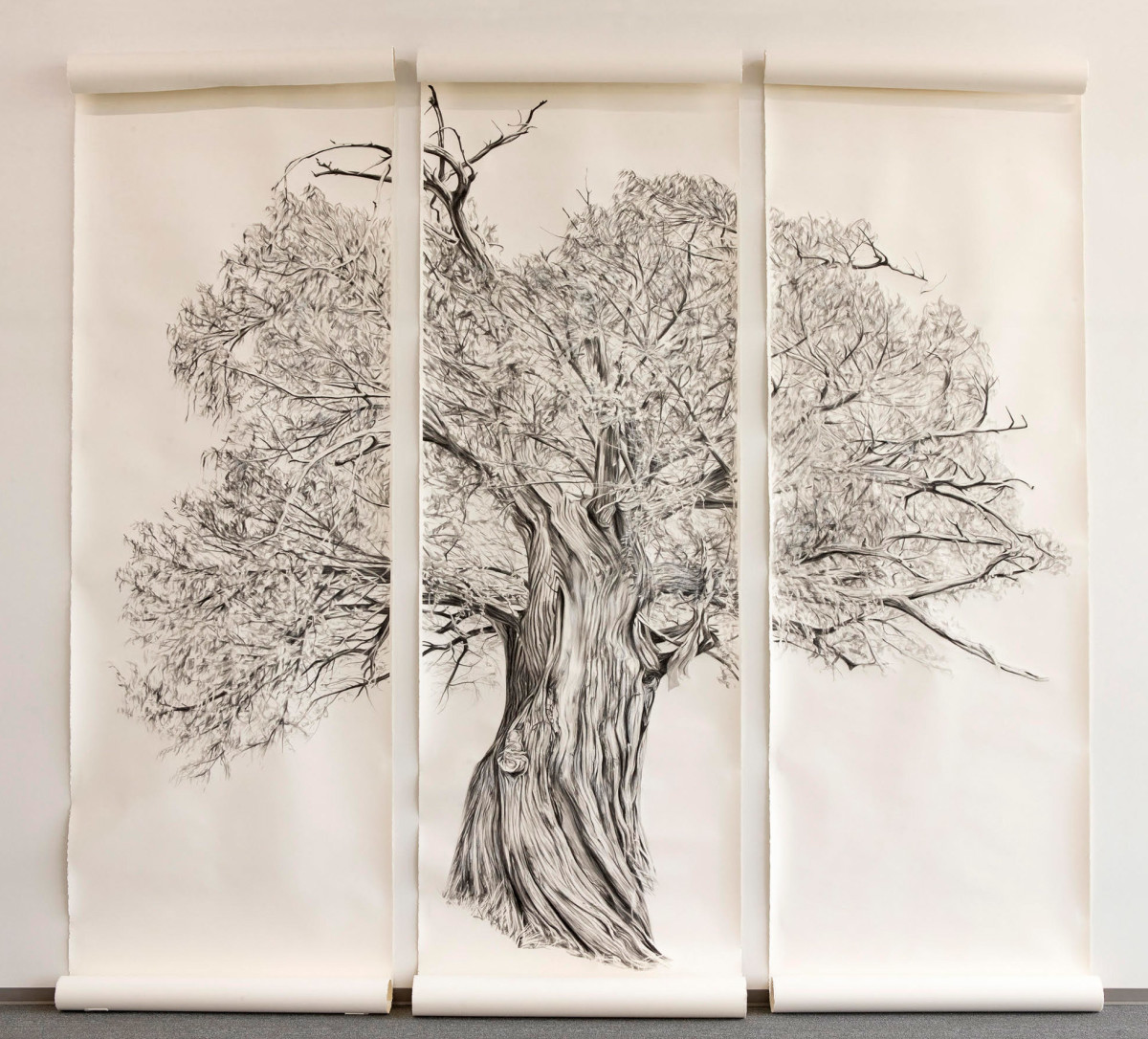 900+ Montezuma Cypress by Jessica Monroe Fine Art, Image 1.
