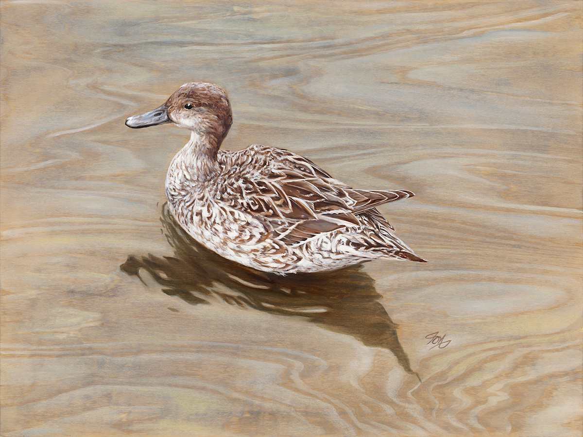 Mottled Duck on Birch by Jessica Monroe Fine Art 