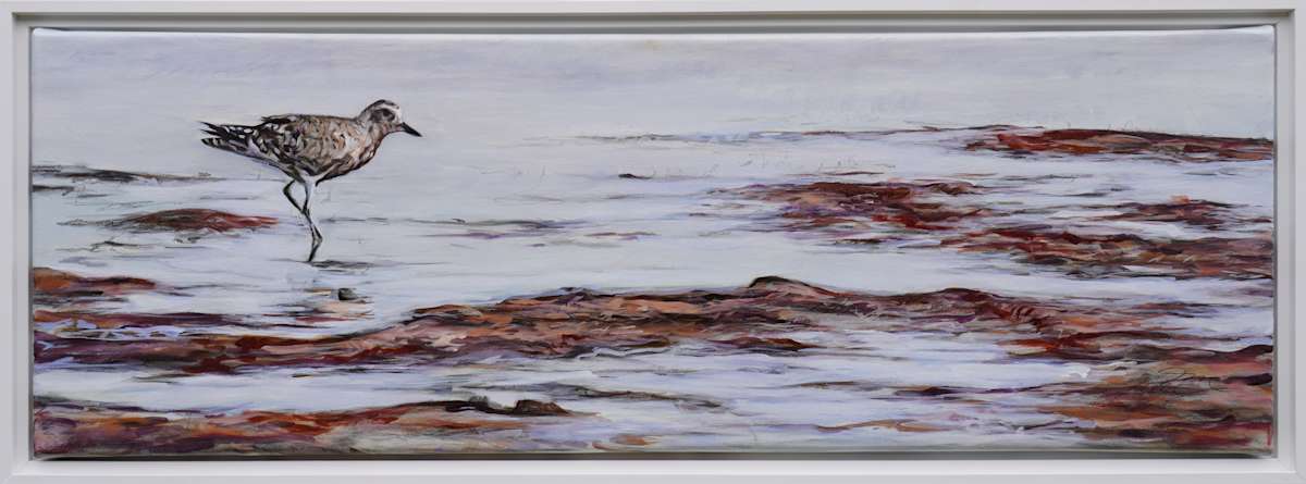 Hunting Plover by Jessica Monroe Fine Art 