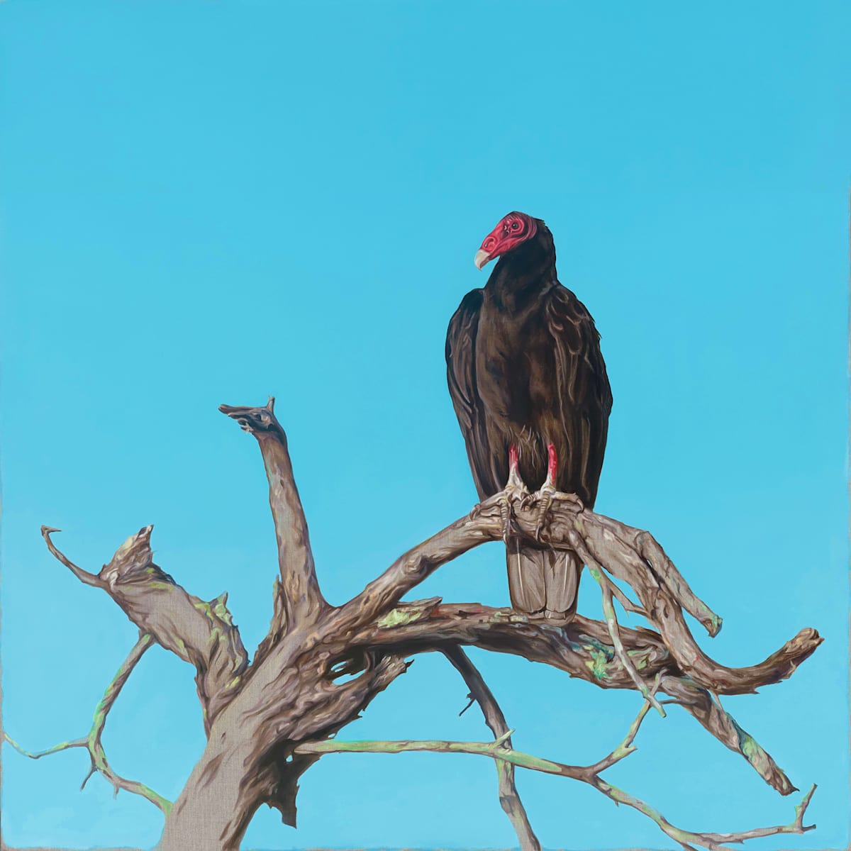 Vulture IV by Jessica Monroe Fine Art 