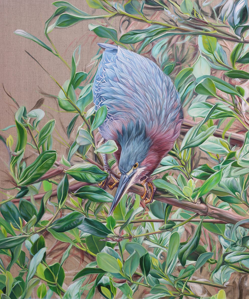 Green Heron by Jessica Monroe Fine Art 