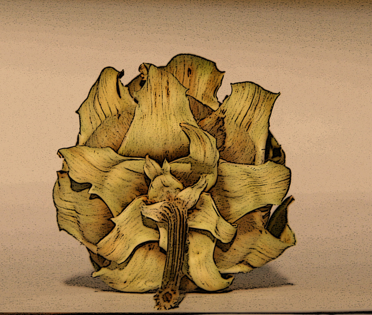 artichoke by Edgar Turk 