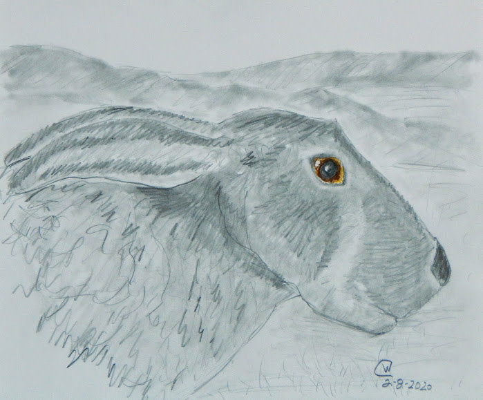 Jackrabbit Study#1 by Cate Crawford and Wilson Crawford 