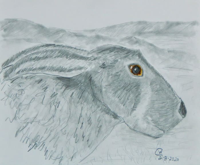 Jackrabbit Study#1 by Cate Crawford and Wilson Crawford, Image 1.