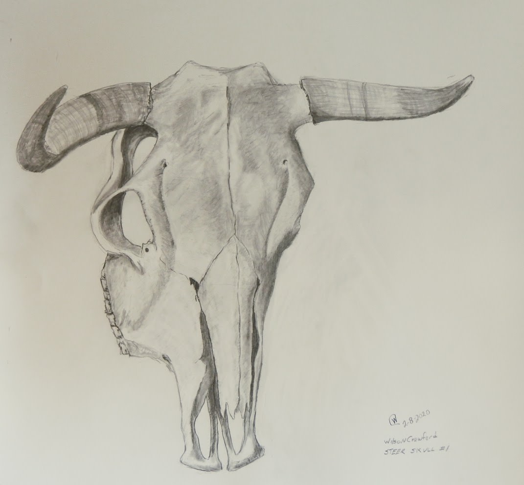 Steer Skull #1 by Cate Crawford and Wilson Crawford 