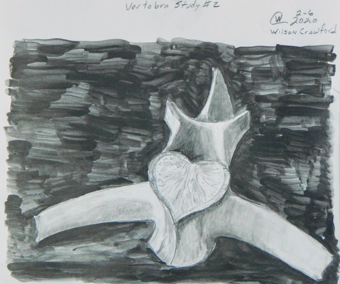 Verebra Study #2 by Cate Crawford and Wilson Crawford 