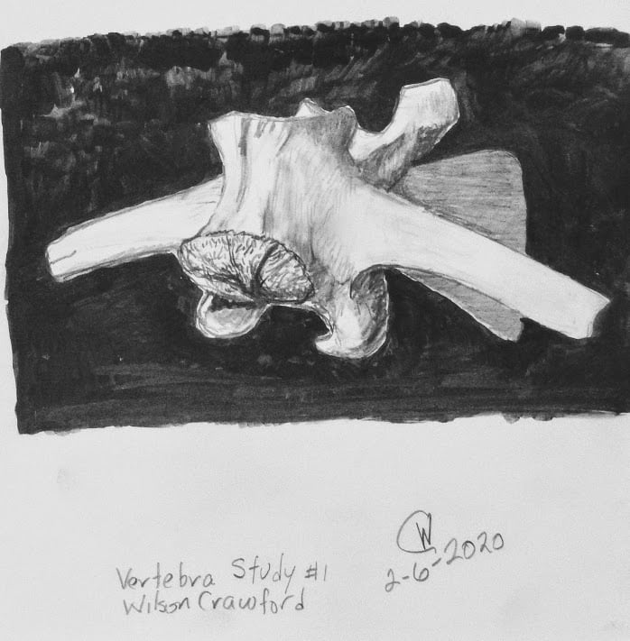Veretbra Study #1 by Cate Crawford and Wilson Crawford, Image 1.