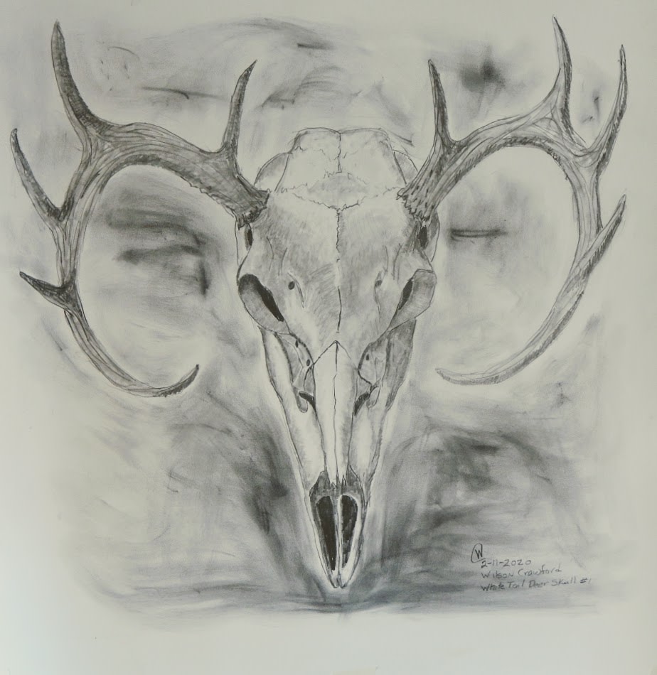 White Tail Skull #1 by Cate Crawford and Wilson Crawford 