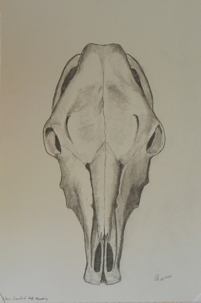 Cow Skull Study #1 by Cate Crawford and Wilson Crawford 