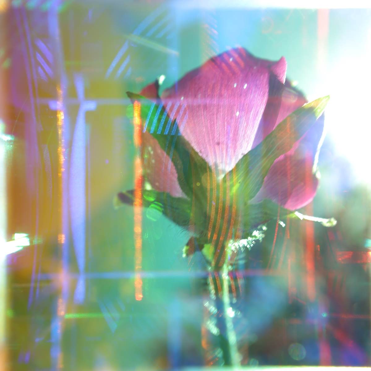 Prismatic Tulip by Brandon Woods, Image 3.