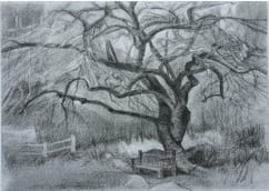 MULBERRY TREE, Image 1.