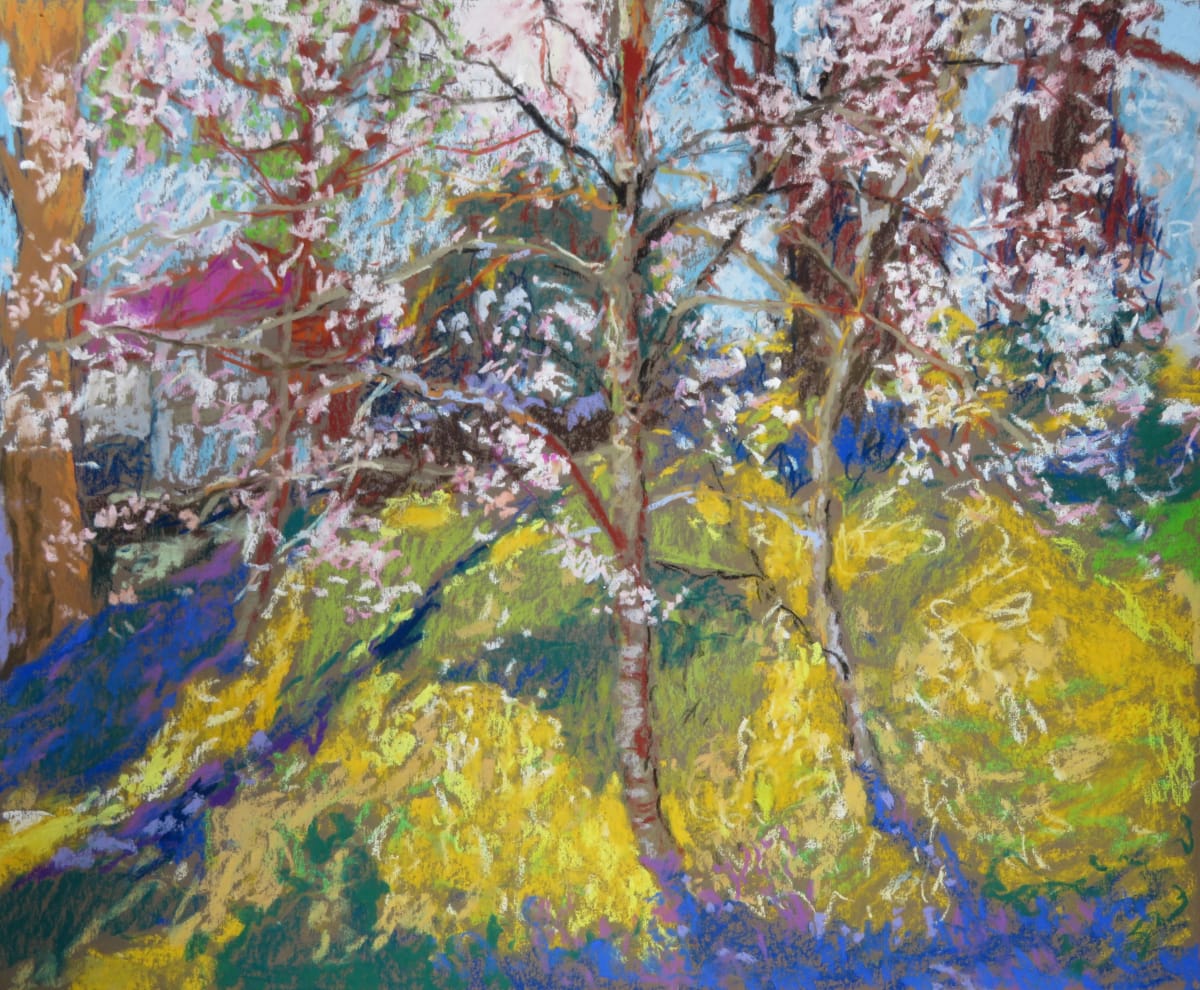 LS10: Gean (wild cherry) responds to the sun - 22nd April 2020 