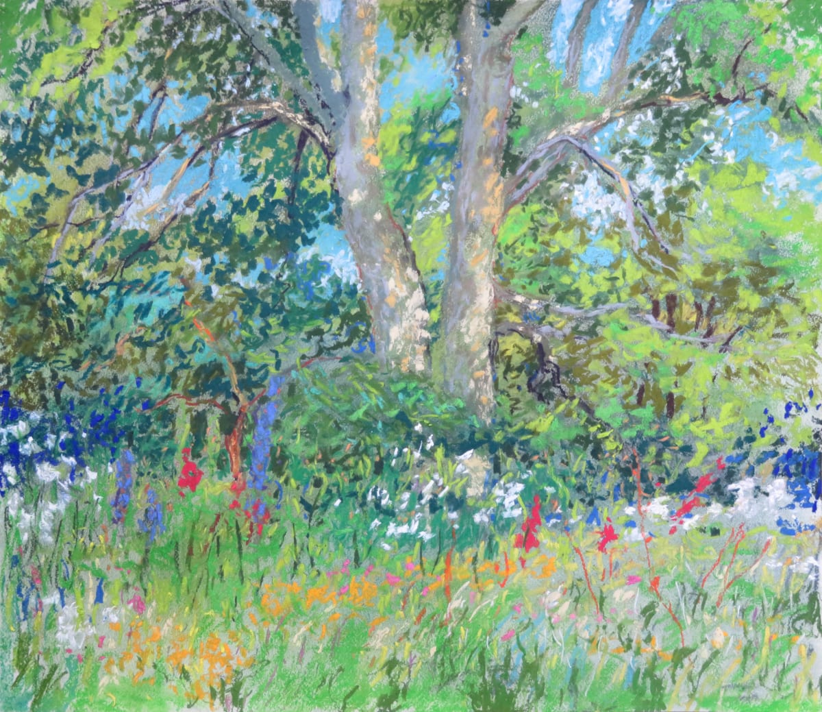 LS60: Majestic Sycamore with wild flowers beneath - 21st July 2020 