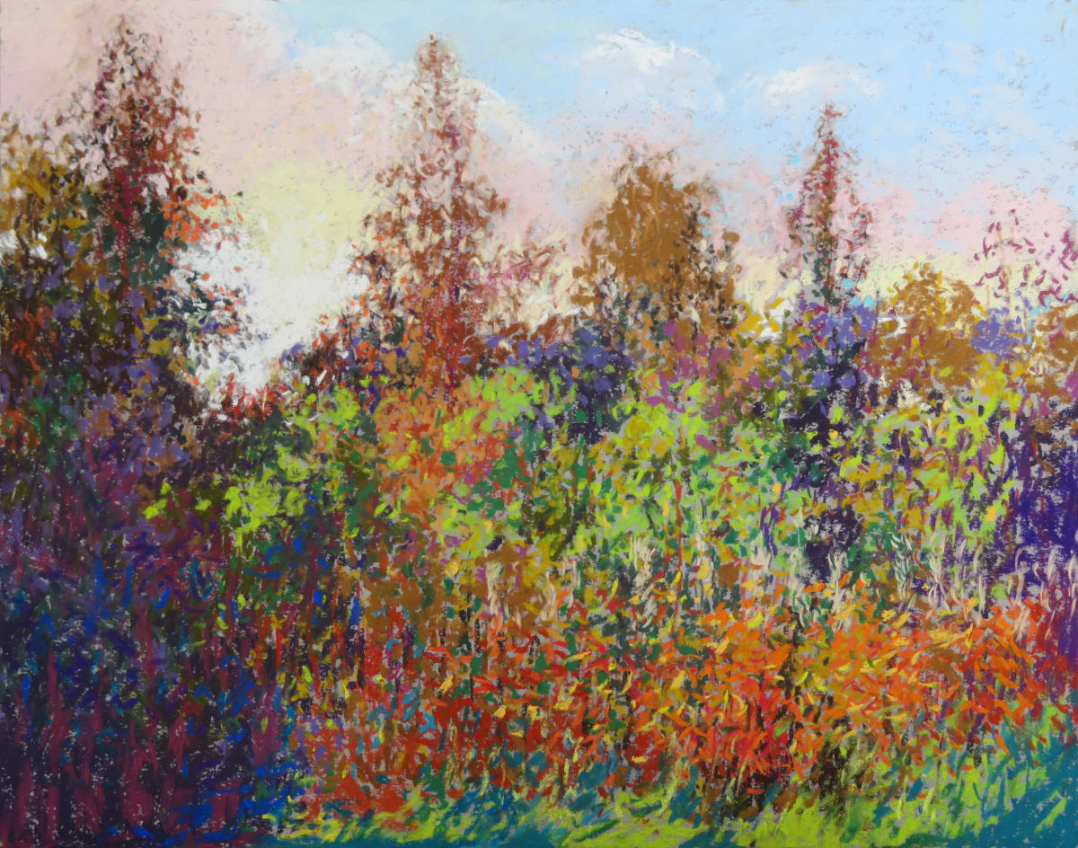 LS73: Young Birch Trees and Fireweed last sun - 5th October 2020 