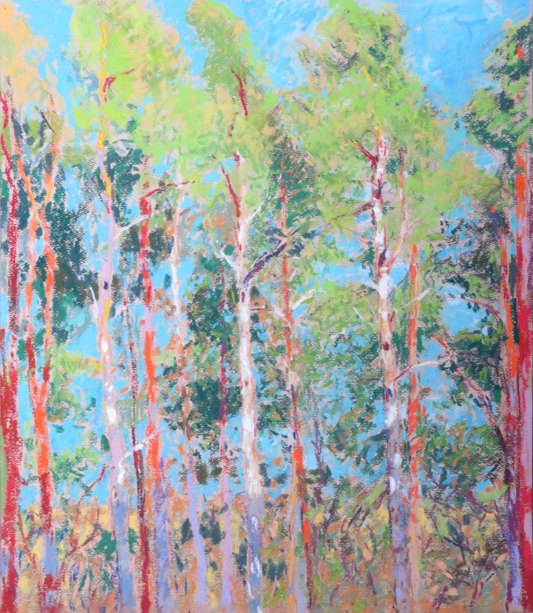 LS(II) 15:  Scots Pines evening light, Image 1.