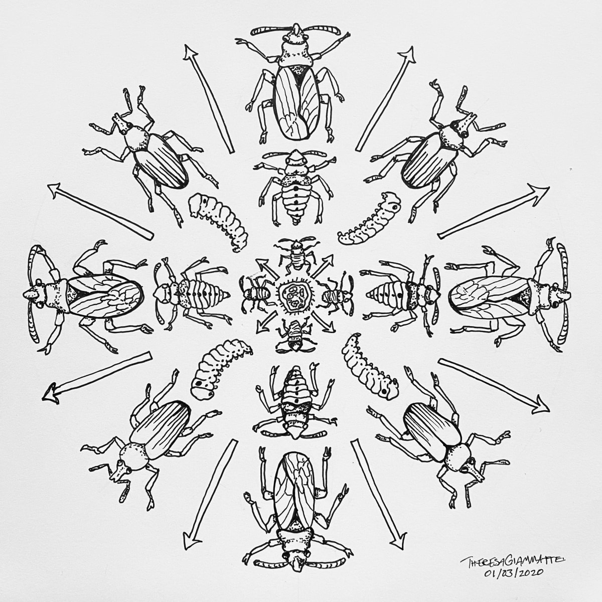 3: Metamorphosis 
