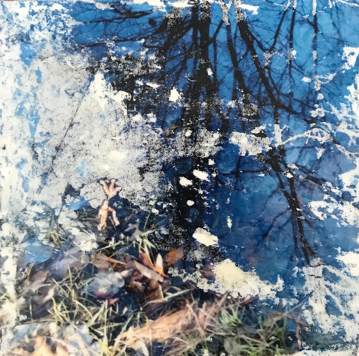 Branches Reflection Study by C. Clinton 