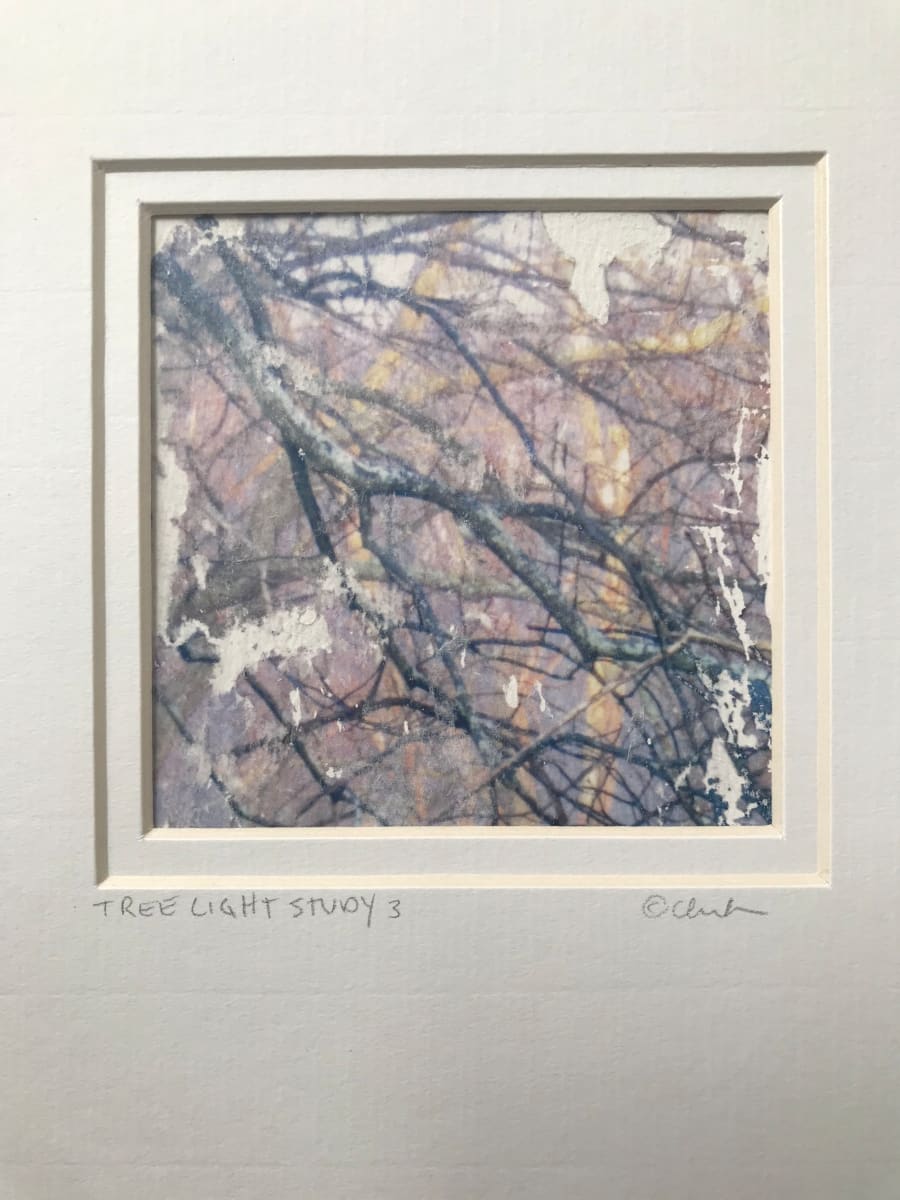 Tree Light Study 3 by C. Clinton 