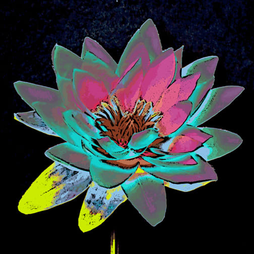 Lotus 2 by Ann Tracy 