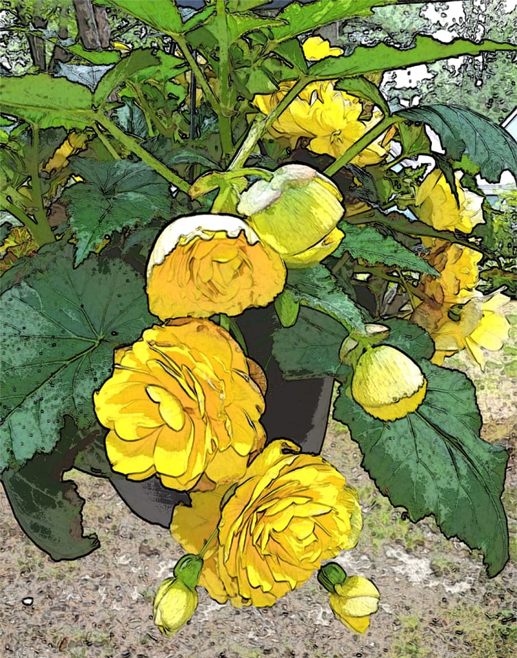 Yellow Flowers of Summer 2020 