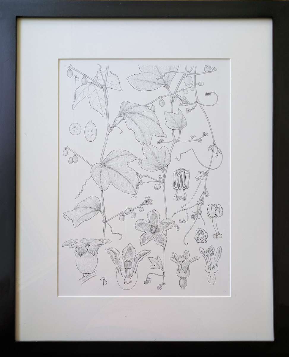 Cayaponia grandulosa by Bobbi Angell 