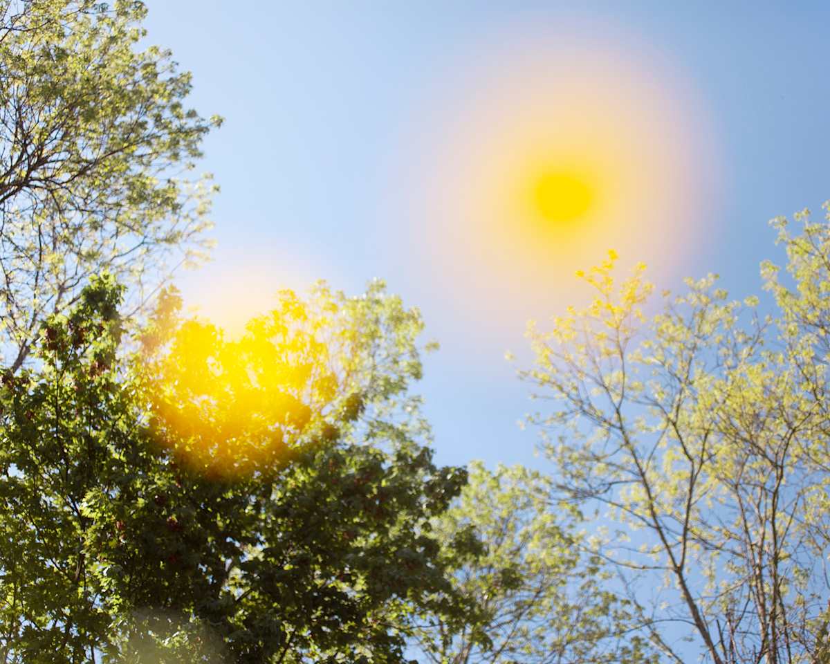 Buttercup Daze by Brittany Marcoux 