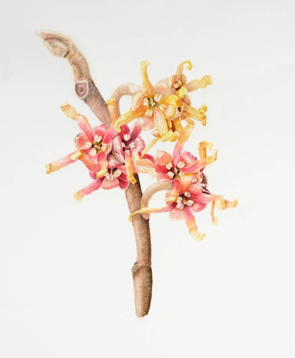 Spring Debut by Diane Piktialis 