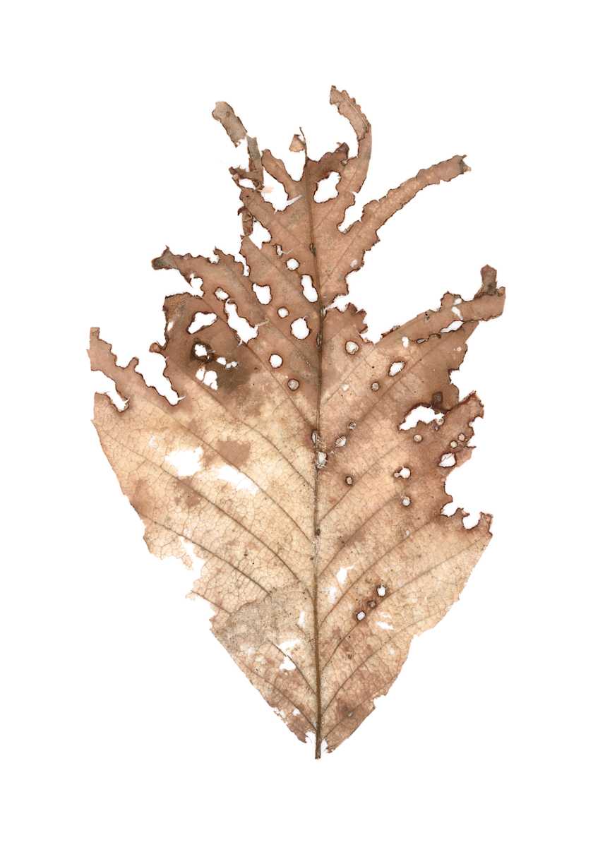 Leaf Series #15 (Beech) by Beth Galston 