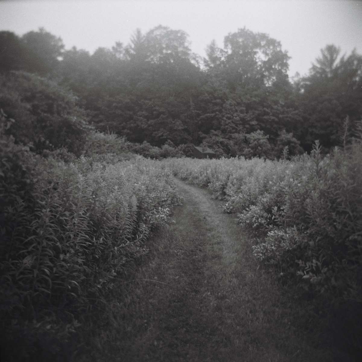 Path to the Woods by Lisa Tang Liu 