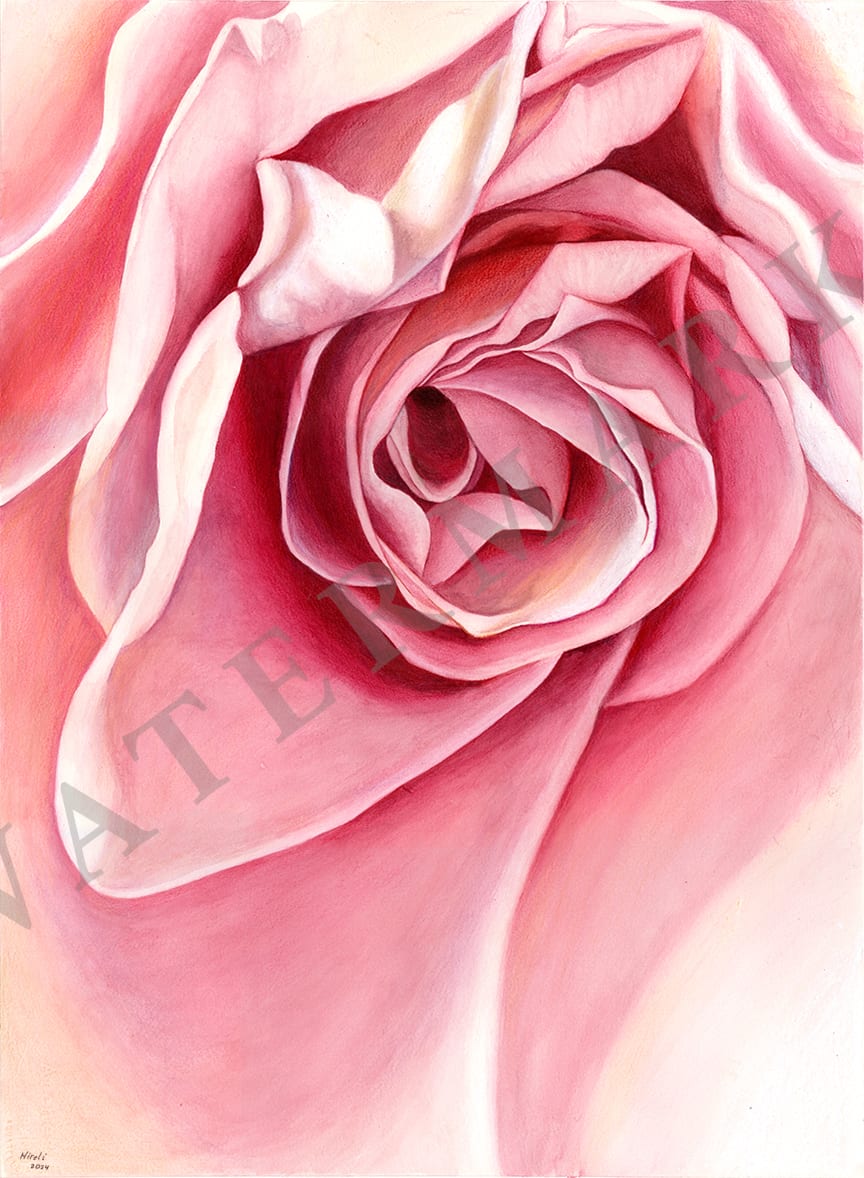 Weeping Rose by Miriam Bucheli 