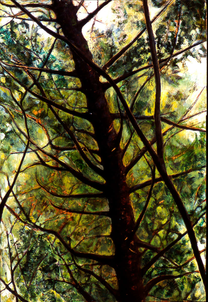Broadmoor Canopy by Julie C Baer, Image 1.