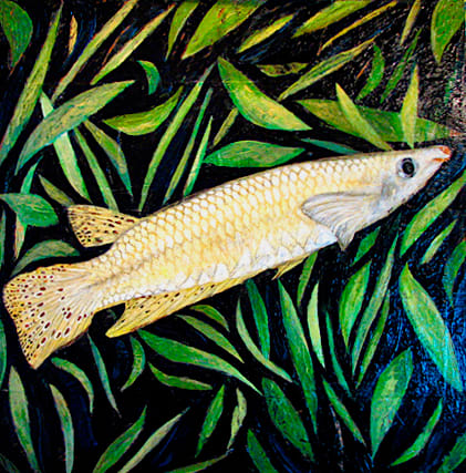 Ceylon Killifish by Julie C Baer 