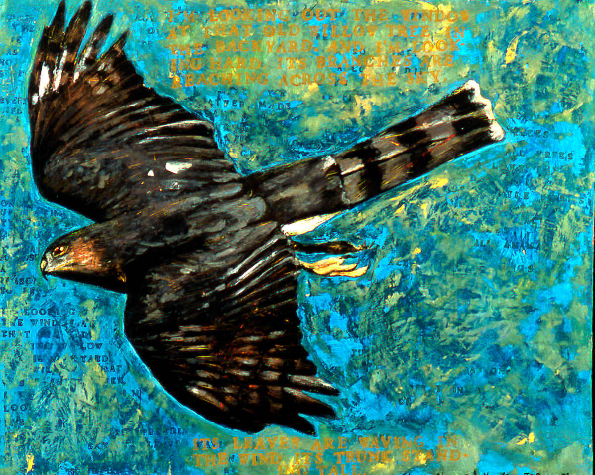 Sharp-Shinned Hawk by Julie C Baer 