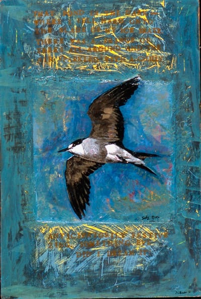 Sooty Tern by Julie C Baer 