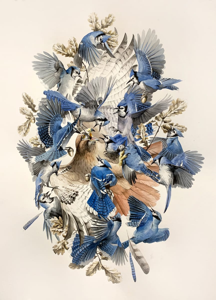 Blue Jays by Jake Messing 