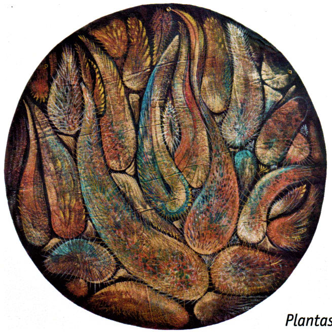 Plantas del desierto by LEANDRO SOTO 