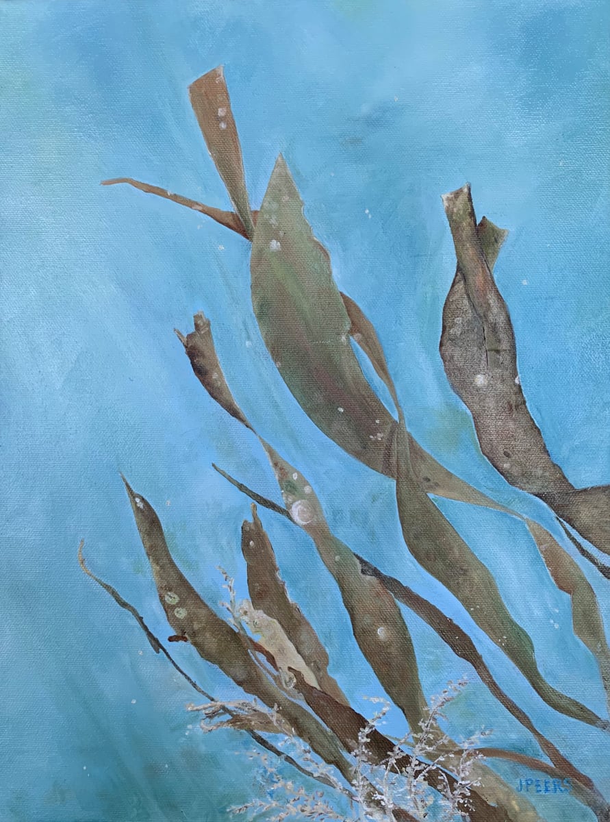 Kelp swaying in Horton Bay 