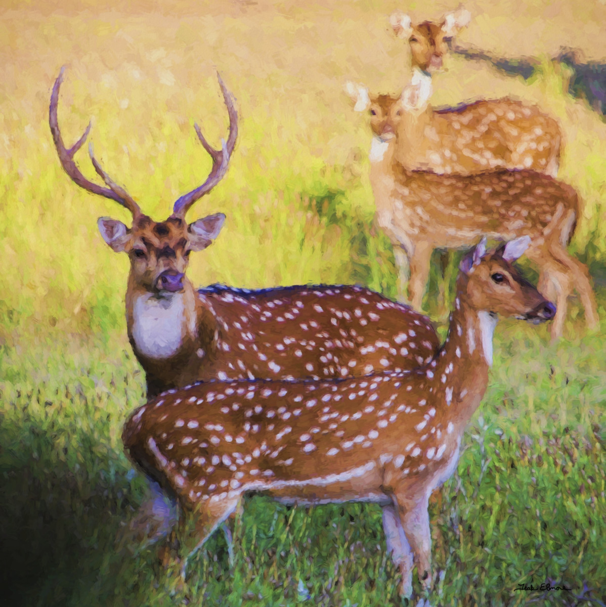 Unison by teak elmore 