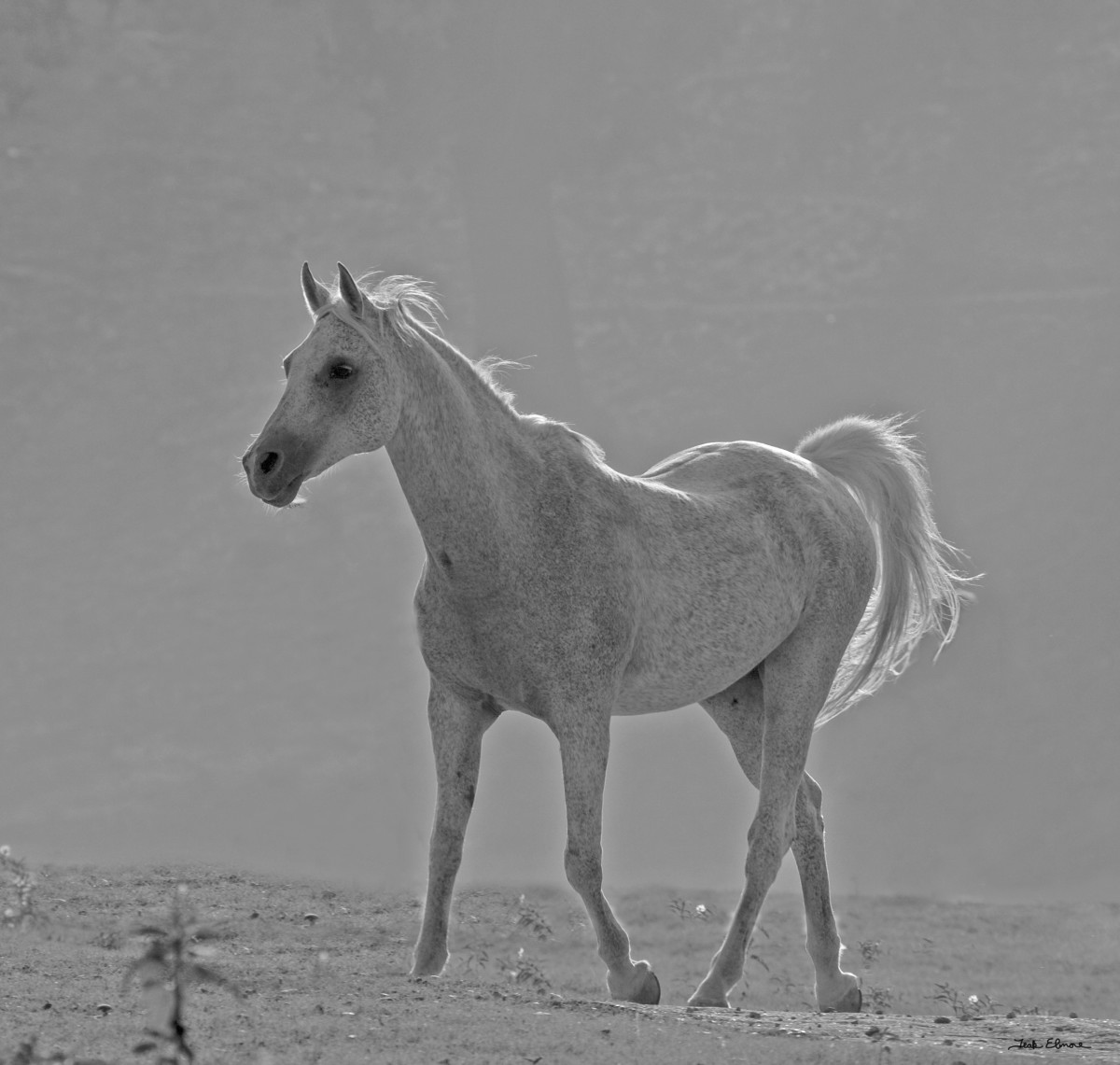 White King by teak elmore 