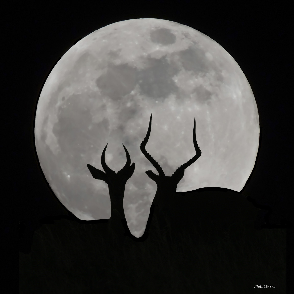 Antelope Moon by teak elmore 