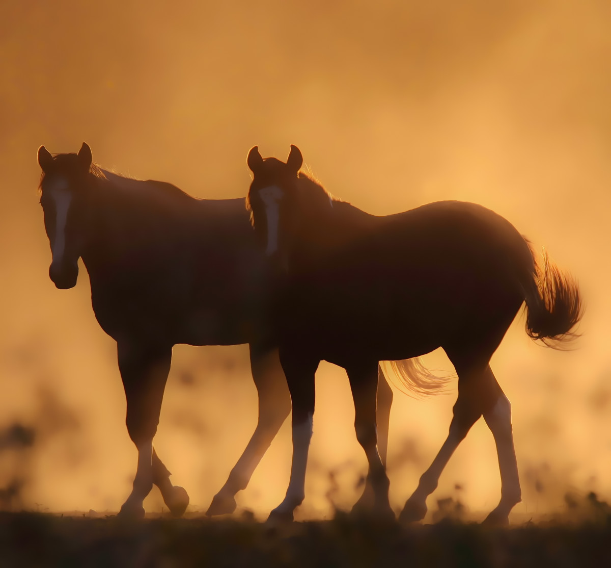 Evening Mates by teak elmore 