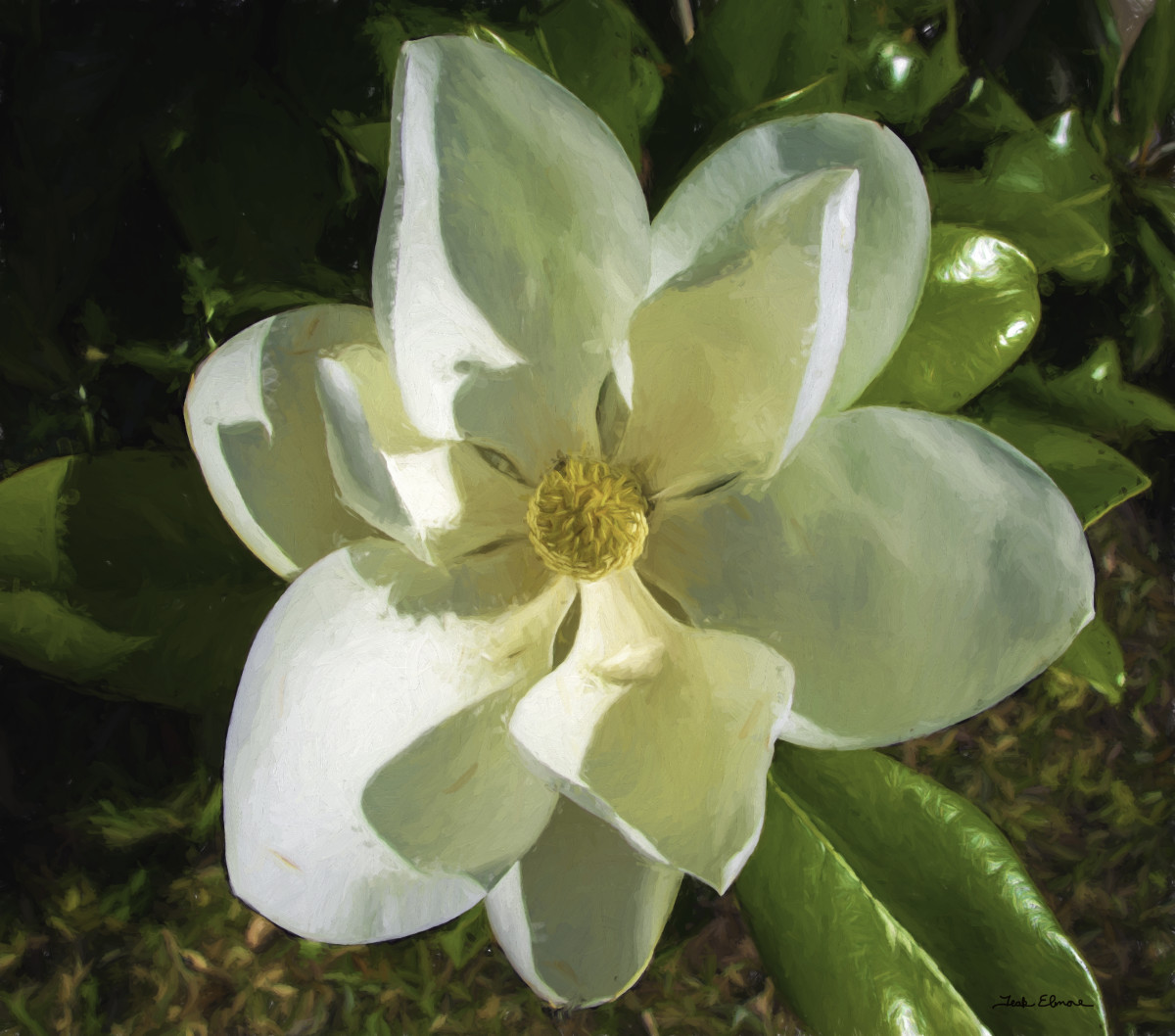 Magnificent Magnolia by teak elmore 