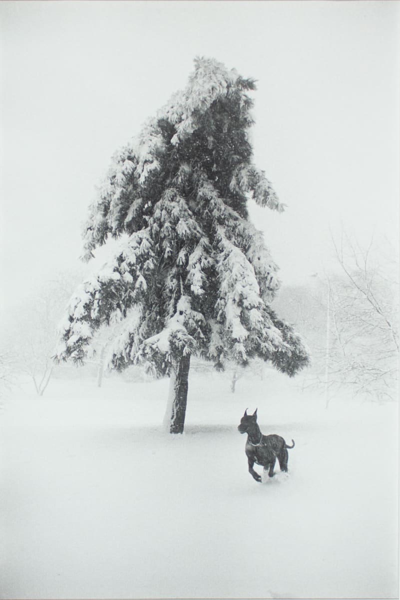 Untitled by Garry Winogrand 