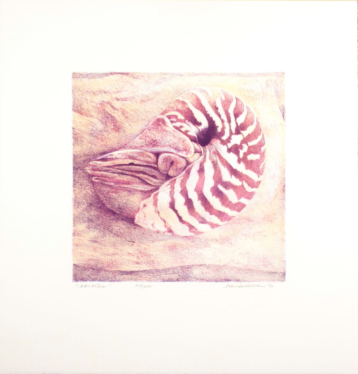 Nautilus by Adrian Van Suchtelen, Image 1.