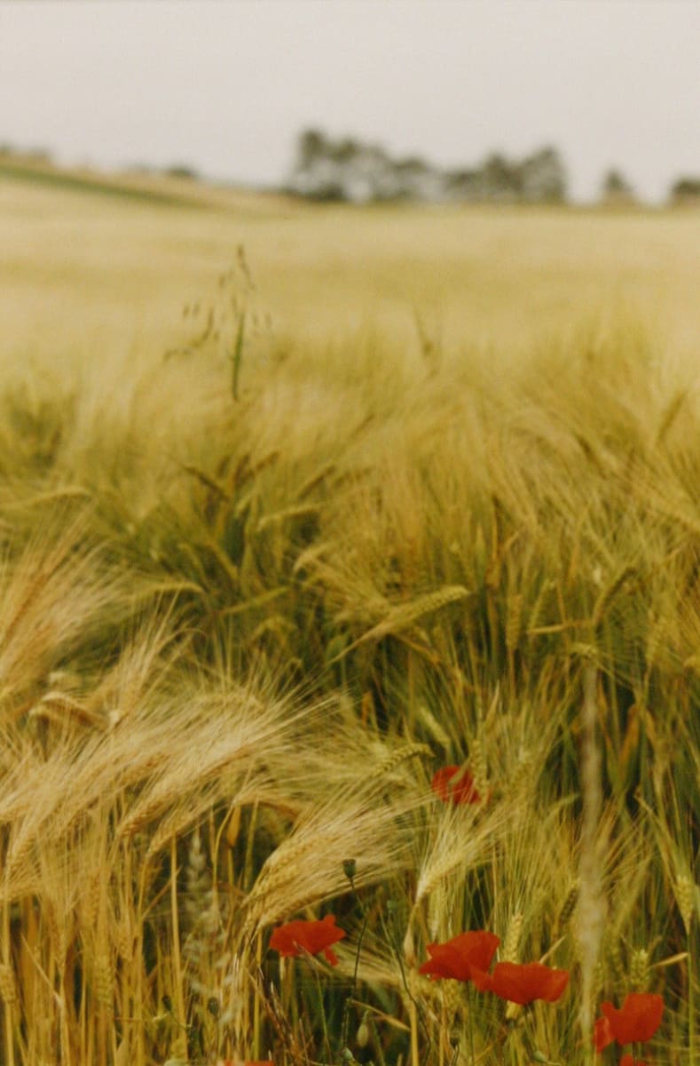 Red Poppy Field, Bourgogne by Ralph Gibson 