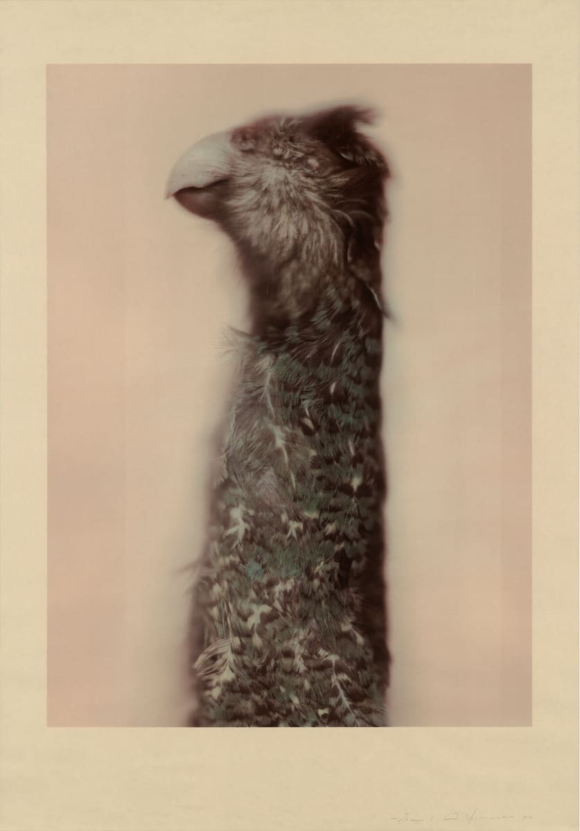 Kakapo Ground Parrot by Ann Hamilton, Image 1.