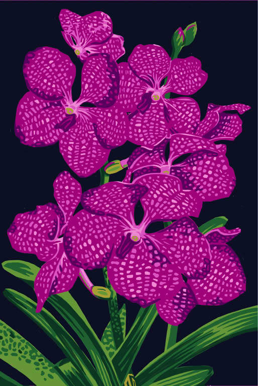 Vanda Orchid (Pink) by Kirk Fanelly, Image 1.