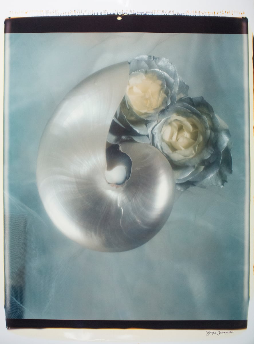 Untitled (from "Still Life") by Joyce Tenneson 